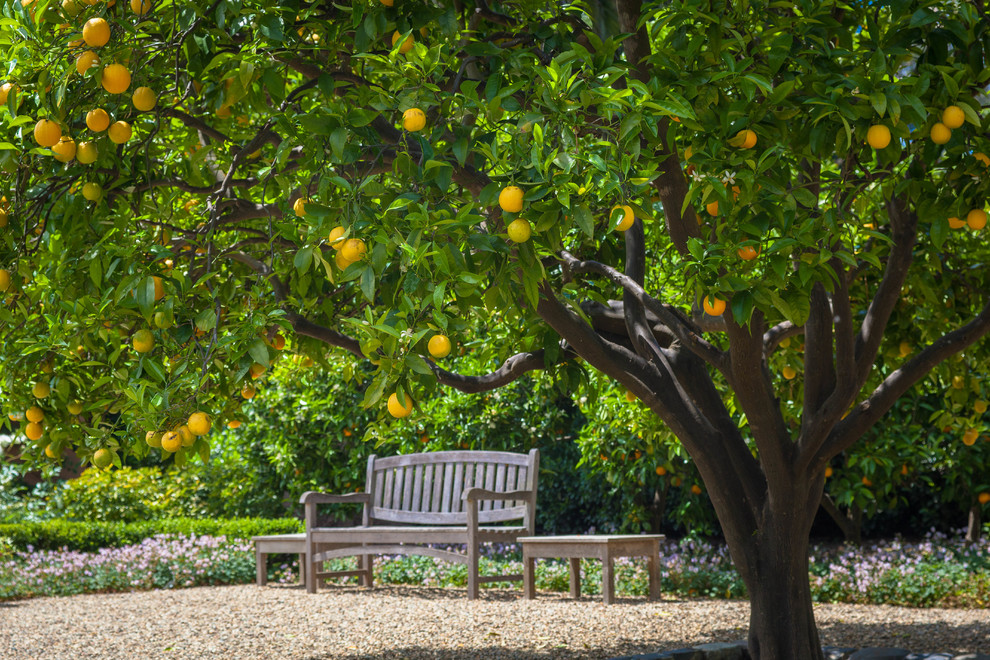 Design ideas for a large traditional full sun backyard gravel vegetable garden landscape in San Francisco for spring.