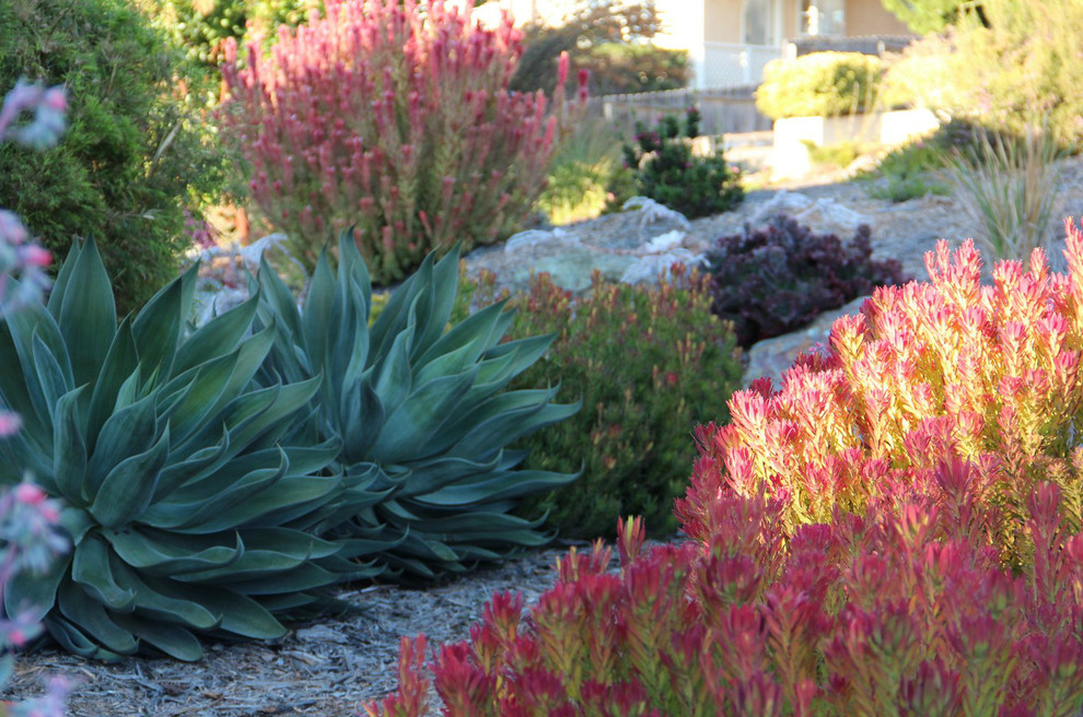 Mediterranean xeriscape garden in San Luis Obispo.