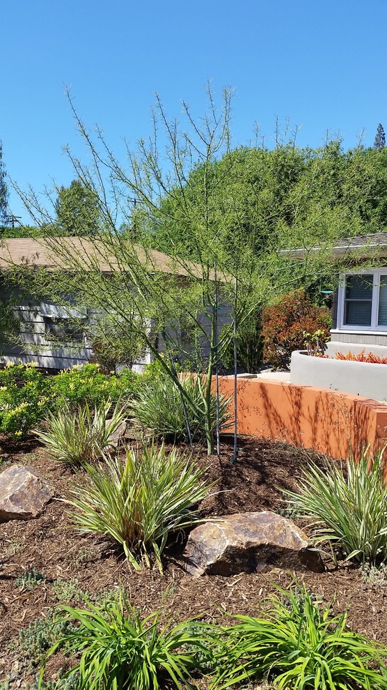 Esempio di un giardino xeriscape american style esposto in pieno sole di medie dimensioni e davanti casa con pavimentazioni in cemento