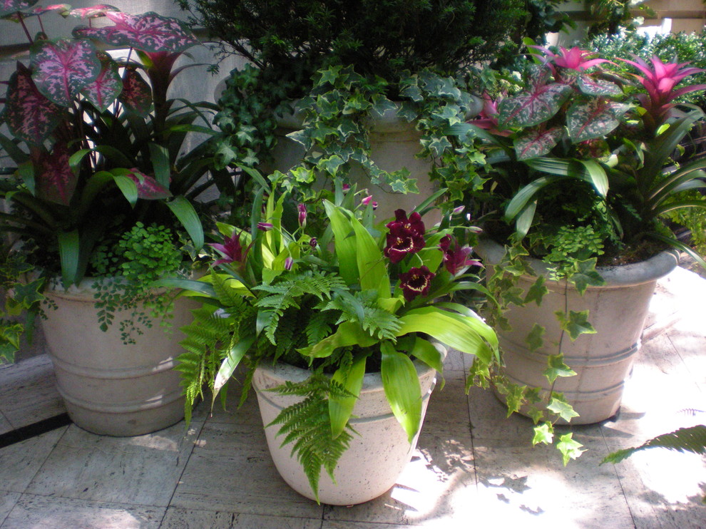 Photo of a tropical landscaping in New York.