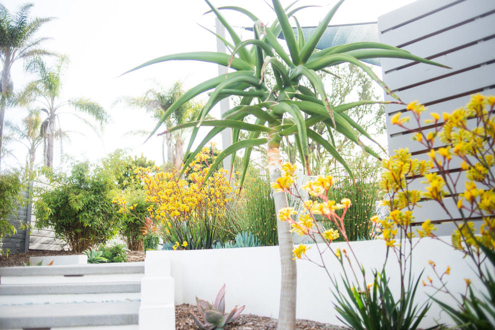 Großer Moderner Gartenweg hinter dem Haus mit direkter Sonneneinstrahlung in San Diego