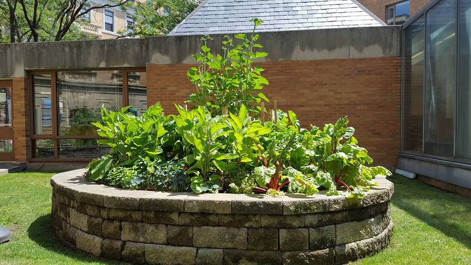 Mittelgroßer Klassischer Gemüsegarten hinter dem Haus mit direkter Sonneneinstrahlung in Boston