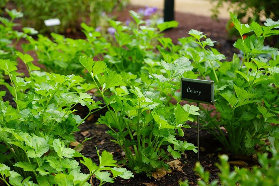 Design ideas for a mid-sized traditional partial sun backyard mulch vegetable garden landscape in Denver for spring.
