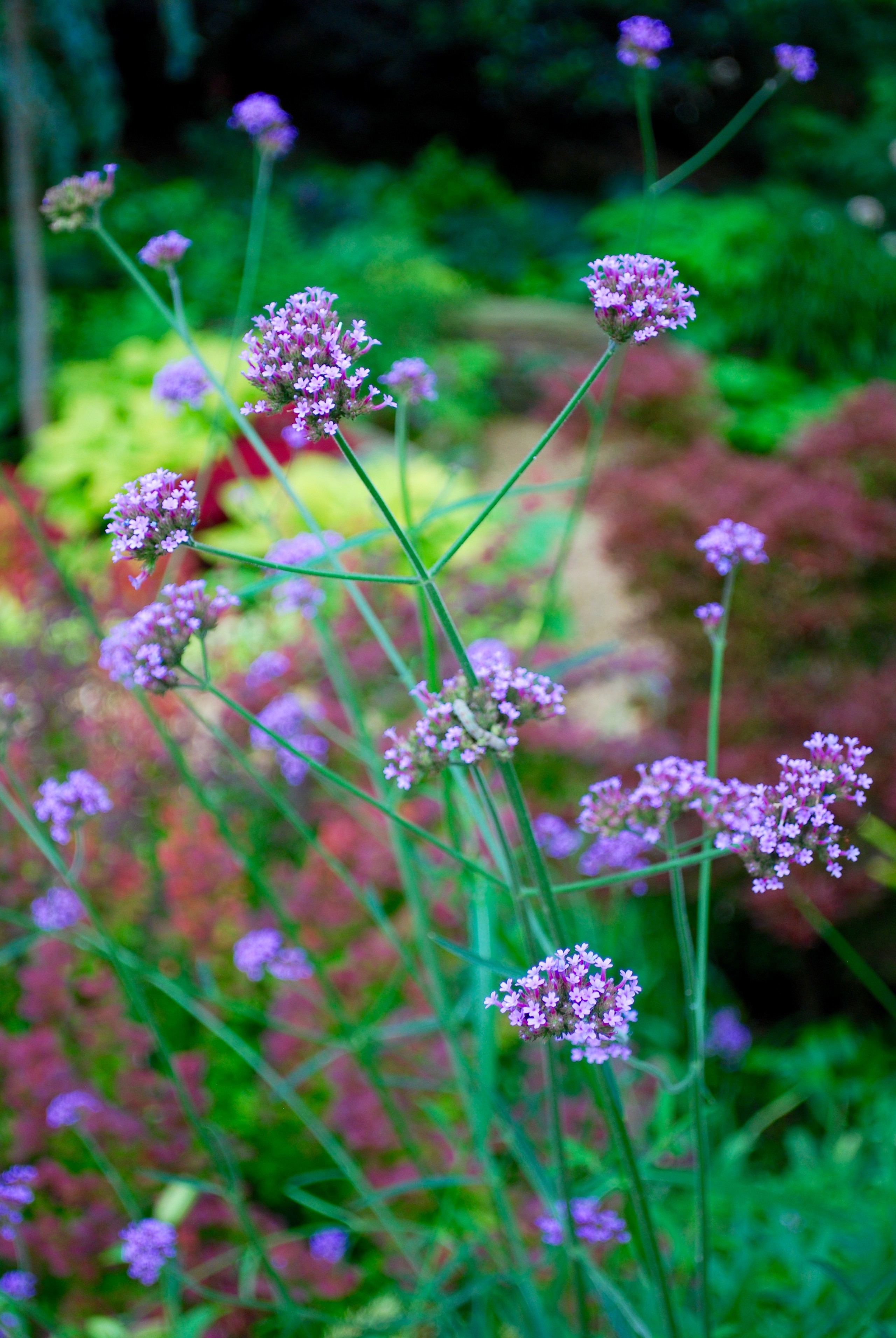 The Best Flowers For Bees And Butterflies Houzz Uk