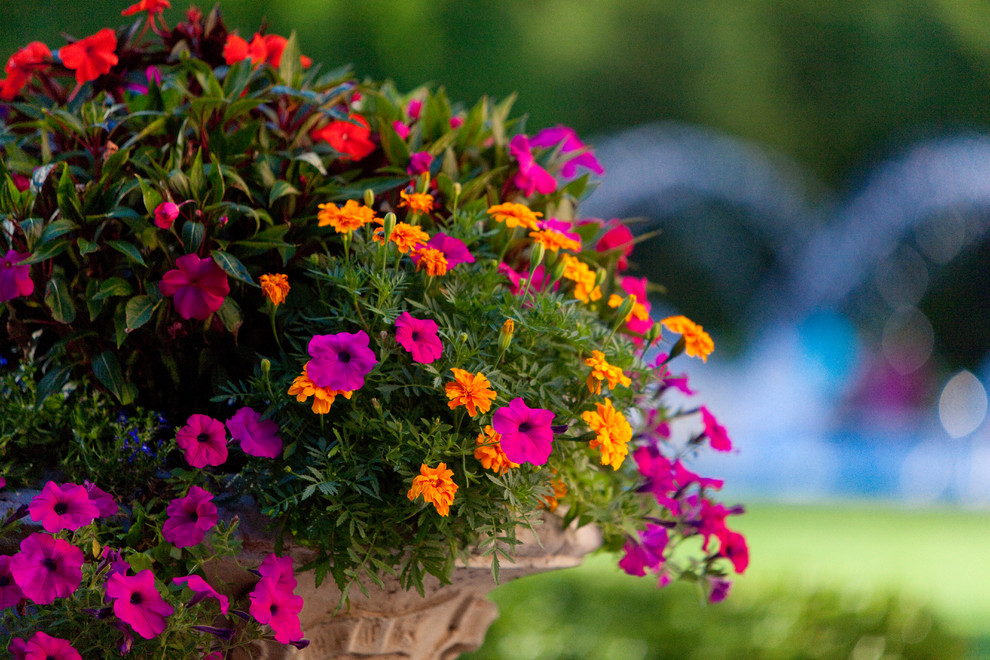 Foto di un grande giardino mediterraneo esposto in pieno sole dietro casa in estate con un giardino in vaso
