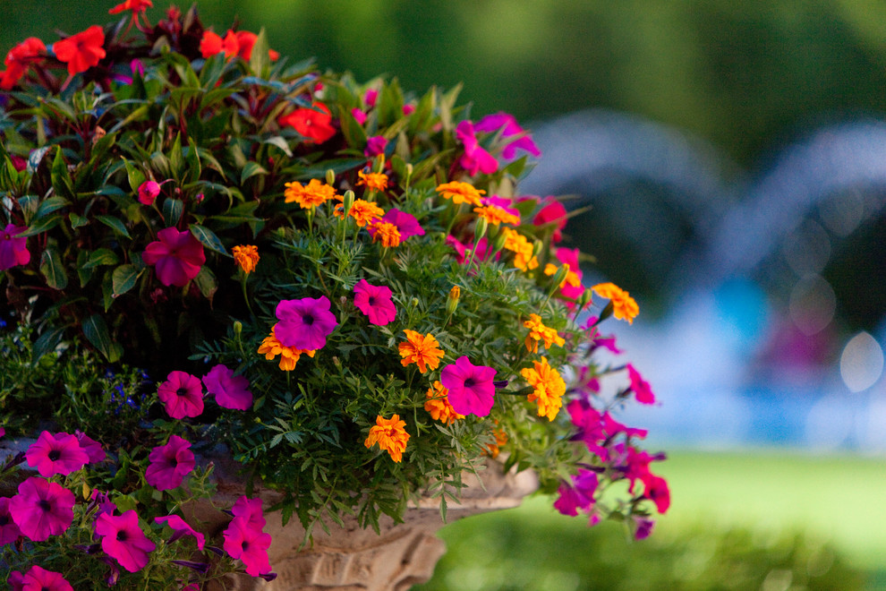 Vibrant & colorful flower pots, gardens and plants Mediterranean