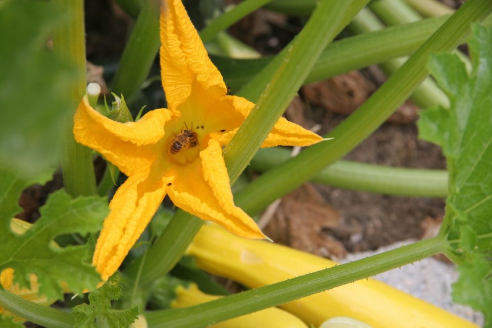 Idee per un grande giardino formale tradizionale dietro casa con un ingresso o sentiero e pavimentazioni in pietra naturale