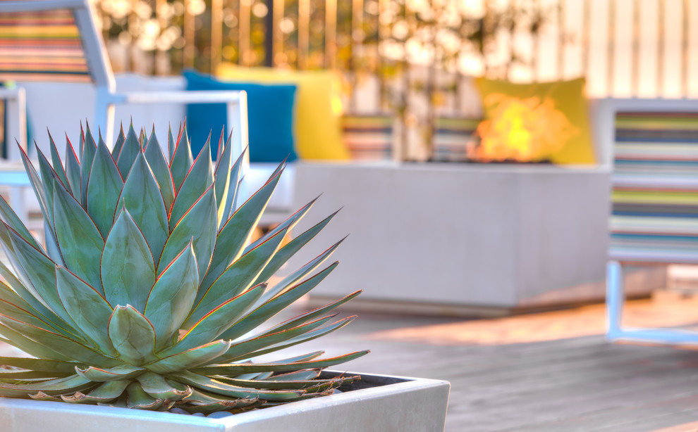 Mittelgroßer Moderner Garten hinter dem Haus mit direkter Sonneneinstrahlung und Natursteinplatten in Los Angeles