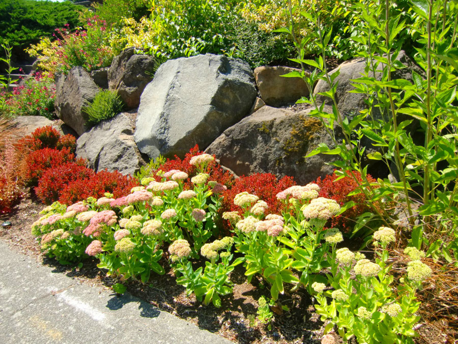 シアトルにある中くらいな、夏のコンテンポラリースタイルのおしゃれな前庭 (ゼリスケープ、日向) の写真