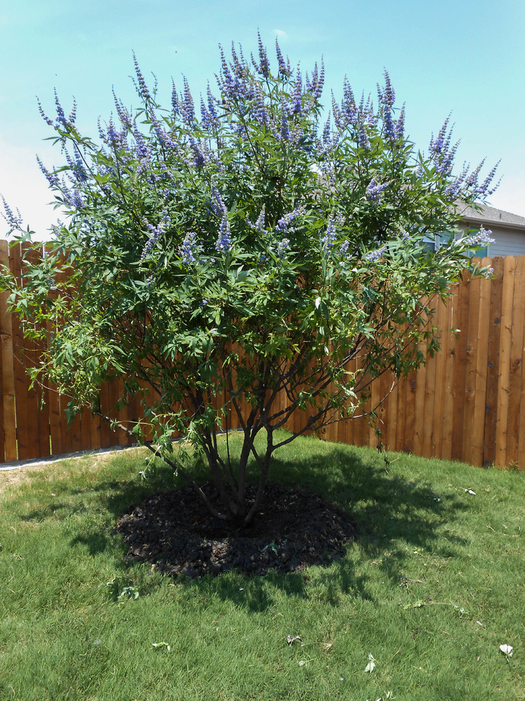 Vitex Tree (aka Chaste Tree) Landscape Dallas by Treeland Nursery Houzz