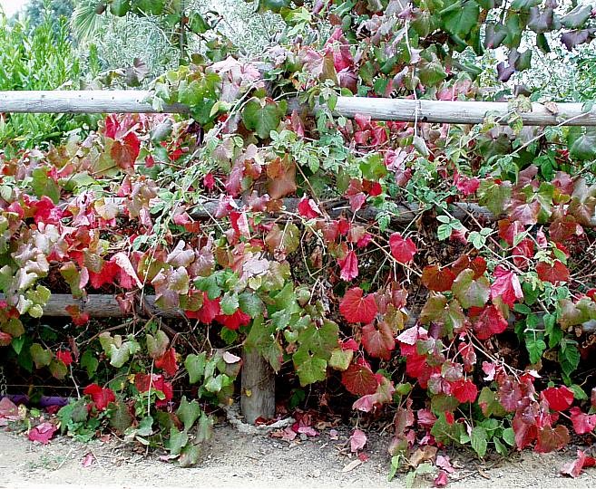 Inspiration for an eclectic garden in Santa Barbara.