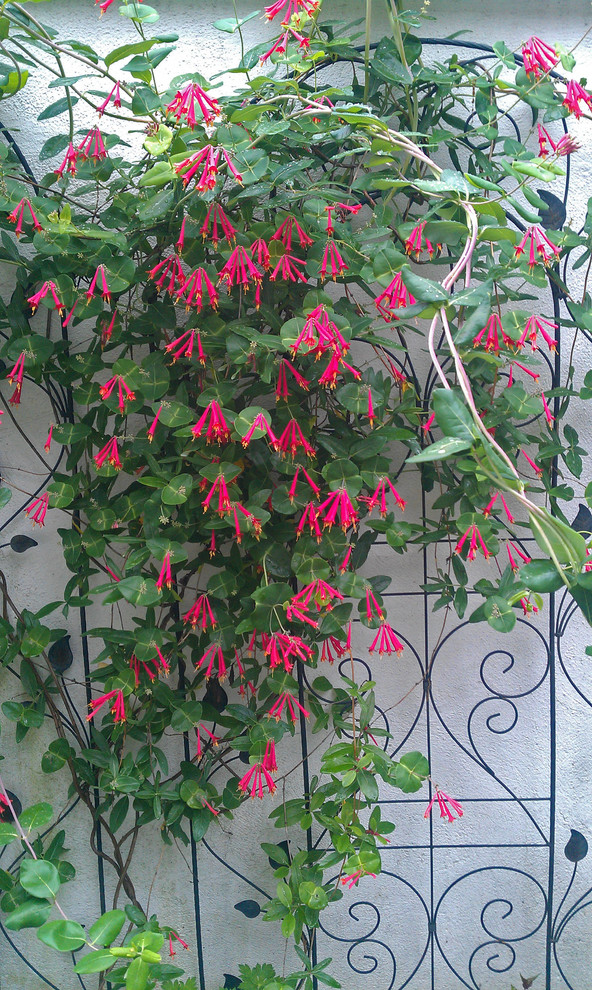 Foto de jardín tradicional, pequeño, en verano, en patio, con jardín francés, jardín vertical y exposición parcial al sol