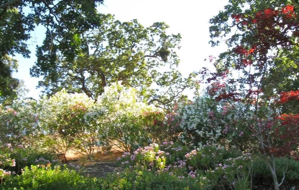 Esempio di un grande giardino rustico esposto a mezz'ombra con un muro di contenimento e un pendio, una collina o una riva