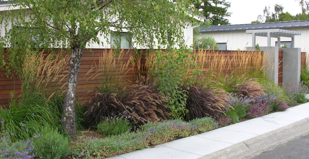 This is an example of a small modern full sun front yard garden path in San Francisco for fall.