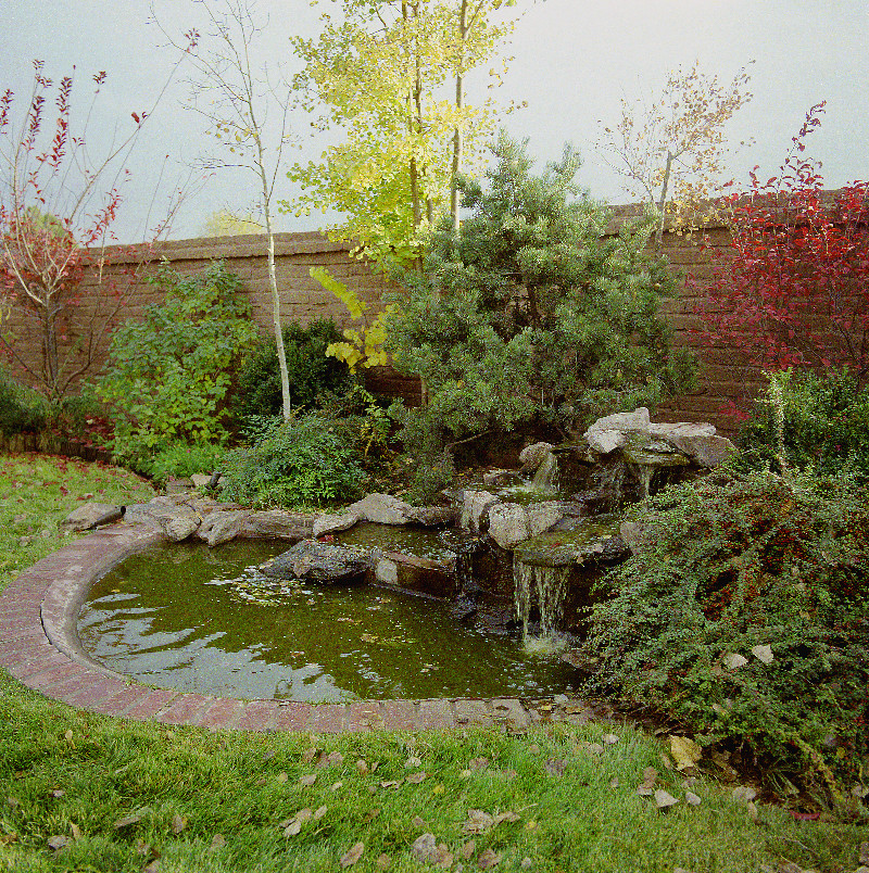 На фото: большой сад с прудом на заднем дворе в стиле фьюжн с полуденной тенью