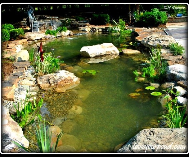 Water Garden Koi Pond by Full Service Aquatics in Bedminster, NJ