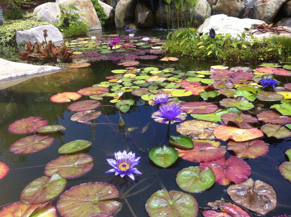 This is an example of a mediterranean garden in Santa Barbara.