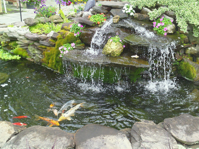 Image of Country garden with pond, waterfall, and koi fish