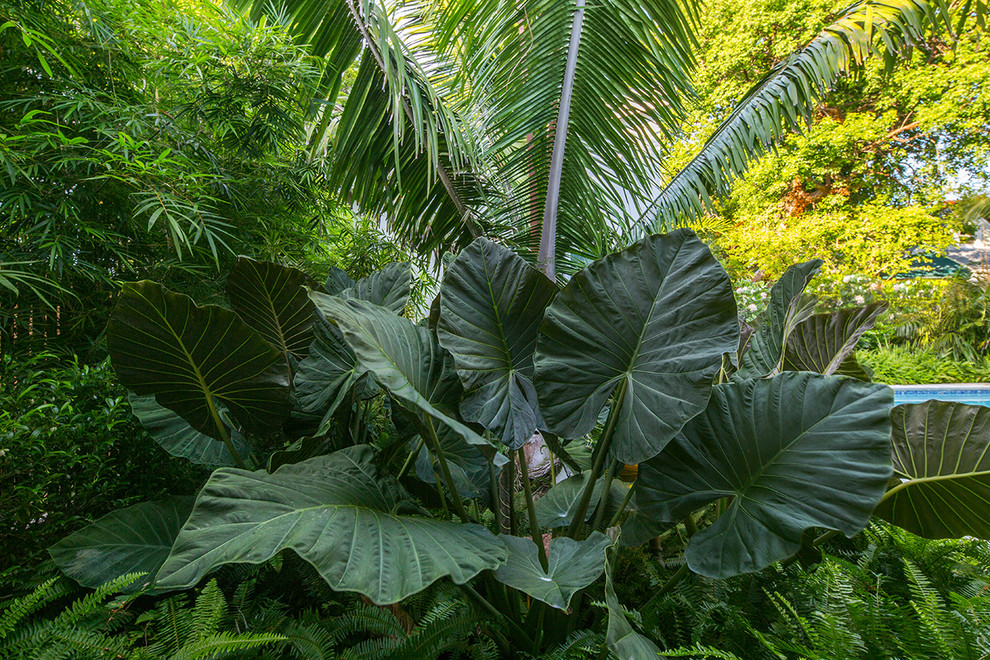 Idee per un piccolo giardino tropicale esposto in pieno sole