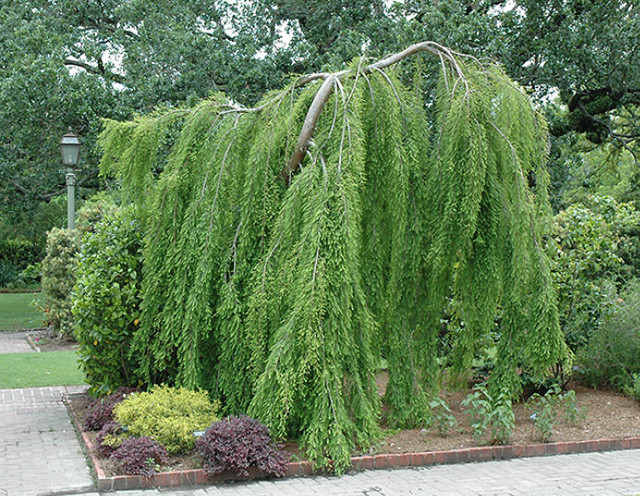 Weeping Baldcypress 'Falling Waters' - Garden - Atlanta - by McBrayer ...