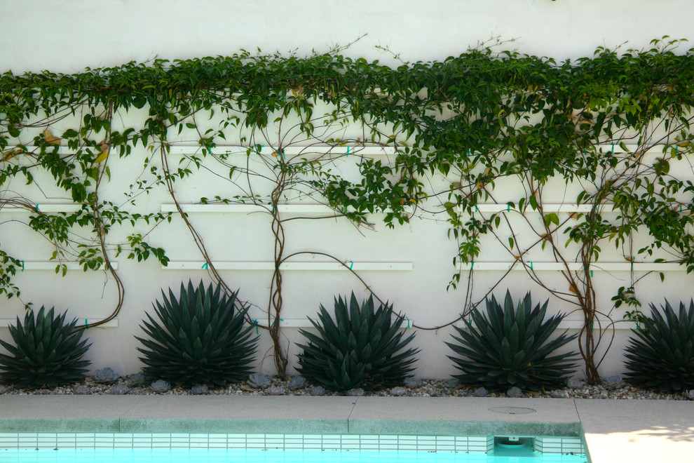 Inspiration for a medium sized contemporary back full sun garden in Los Angeles with concrete paving.