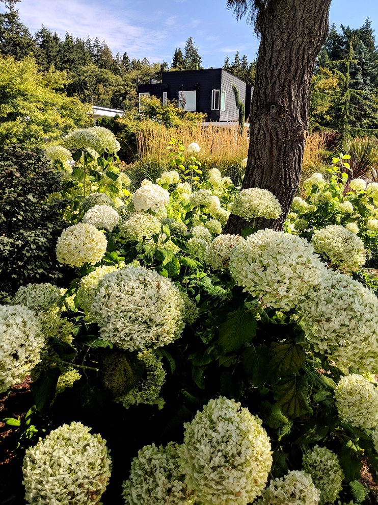 West Seattle Modern Living - Modern - Landscape - Seattle - by Orion ...