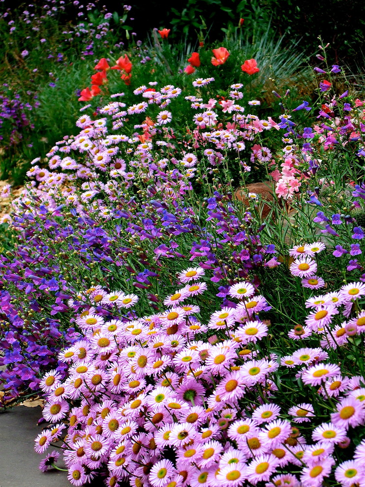 Идея дизайна: весенний засухоустойчивый сад среднего размера на заднем дворе в стиле рустика с полуденной тенью и покрытием из каменной брусчатки