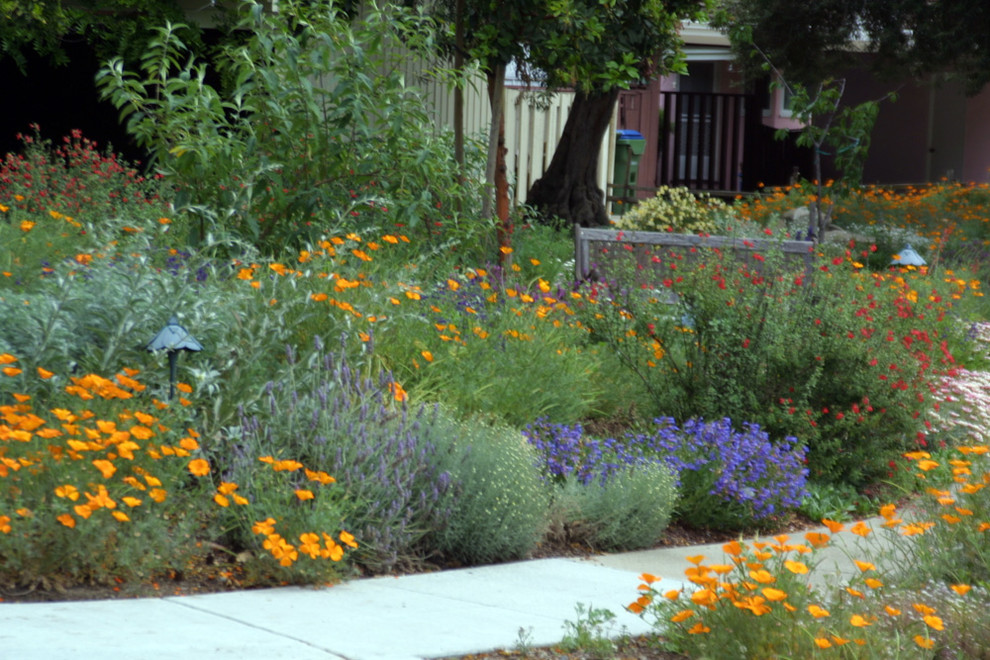 サンフランシスコにある広い、春のカントリー風のおしゃれな前庭 (庭への小道、日向) の写真
