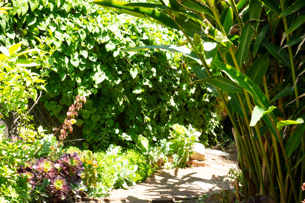 Immagine di un giardino tropicale esposto a mezz'ombra dietro casa