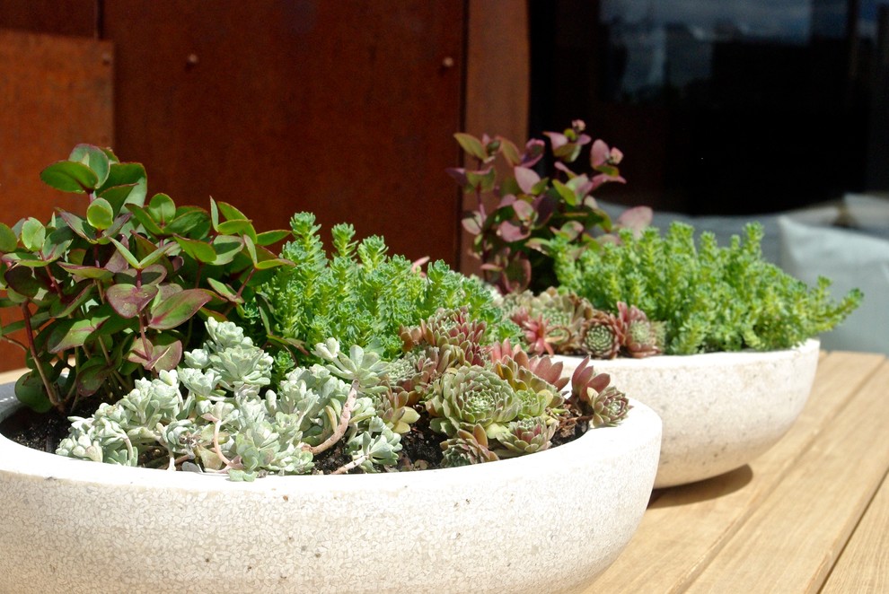 Esempio di un giardino minimalista sul tetto con un giardino in vaso