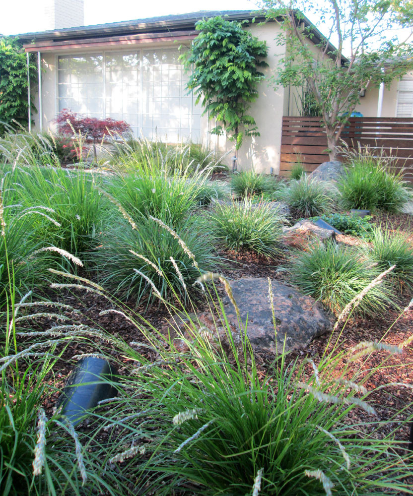 Willow Glen, San Jose - Boulders & Grasses - Landscape - San Francisco - by  Taproot Garden Design | Houzz