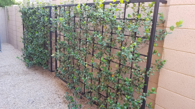 Windgate Ranch 1 - American Craftsman - Garten - Phoenix - von Merit