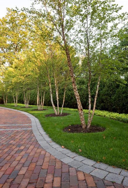 river birch landscaping