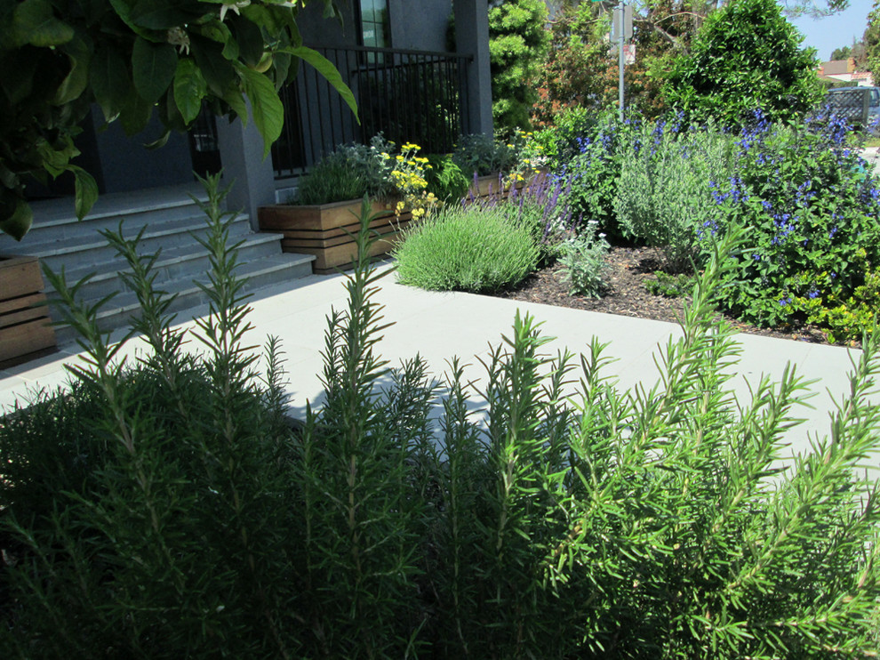 Exempel på en mellanstor modern trädgård i full sol som tål torka och framför huset på sommaren, med en trädgårdsgång