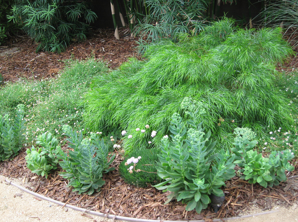 This is an example of a small contemporary drought-tolerant and partial sun backyard garden path in Los Angeles.