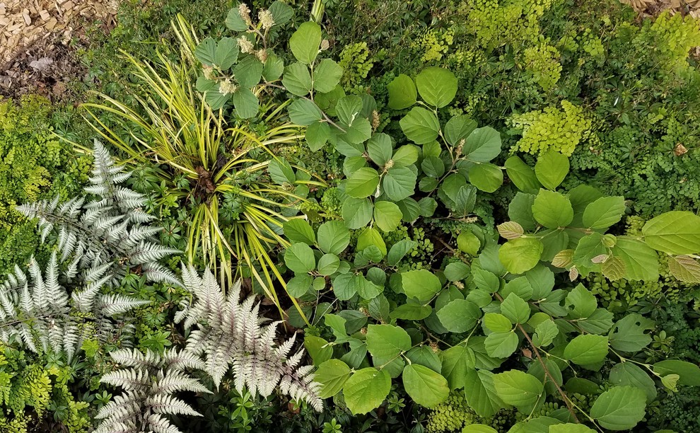 シアトルにあるラスティックスタイルのおしゃれな庭 (日陰) の写真