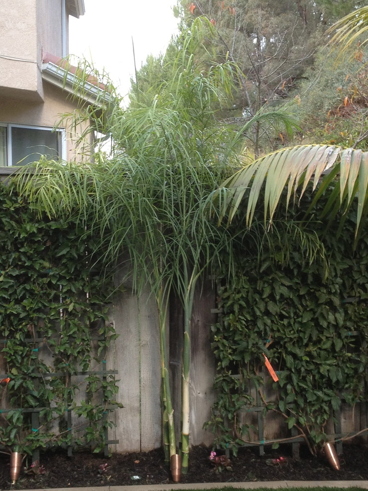 This is an example of a tropical landscaping in San Diego.