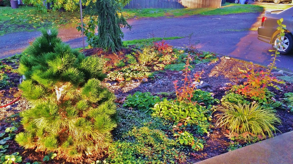 Foto på en mellanstor amerikansk trädgård som tål torka på vinteren, med en trädgårdsgång och naturstensplattor