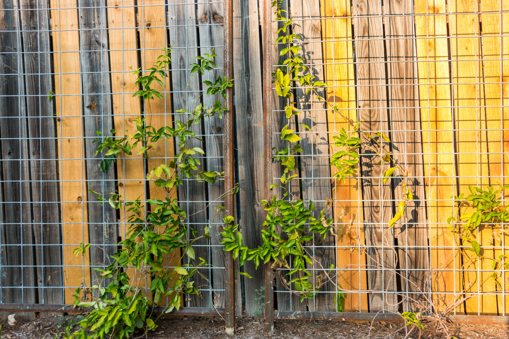 Esempio di un giardino xeriscape minimal esposto a mezz'ombra di medie dimensioni e dietro casa in estate con recinzione in legno e pacciame