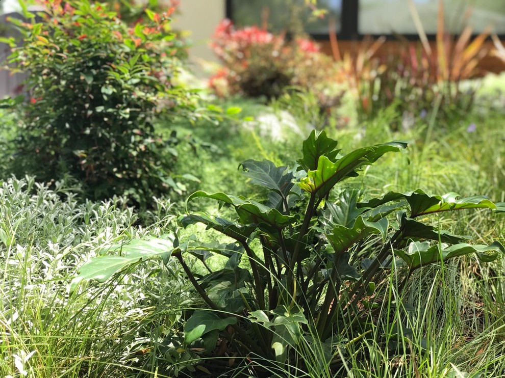 Esempio di un piccolo giardino xeriscape design esposto a mezz'ombra davanti casa in primavera con un ingresso o sentiero e pavimentazioni in cemento