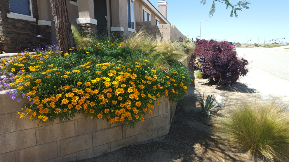 Ejemplo de jardín de secano de estilo americano de tamaño medio en verano en patio delantero con paisajismo estilo desértico, exposición total al sol y mantillo