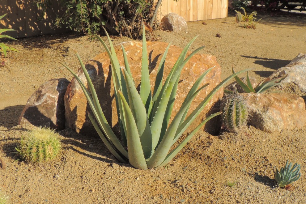 This is an example of a small contemporary drought-tolerant and full sun front yard mulch landscaping in San Diego for fall.