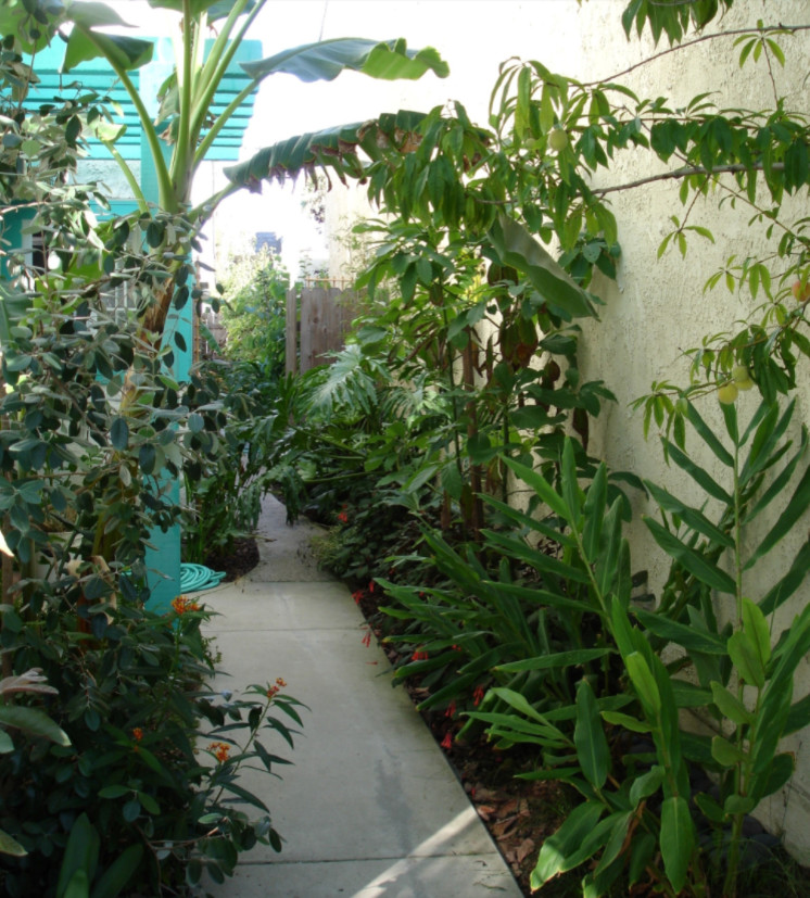 Foto di un piccolo giardino costiero in ombra nel cortile laterale in estate con un ingresso o sentiero