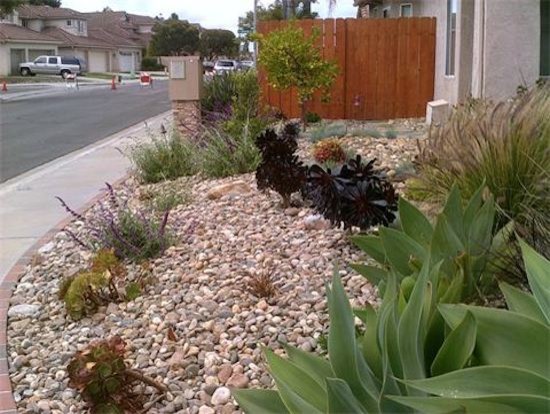 Xeriscape landscape with an amazing colorful contrast. - American ...