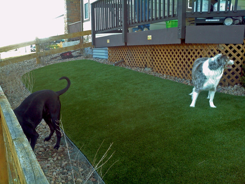 Two dogs in a dog run with fake grass and a wooden fence