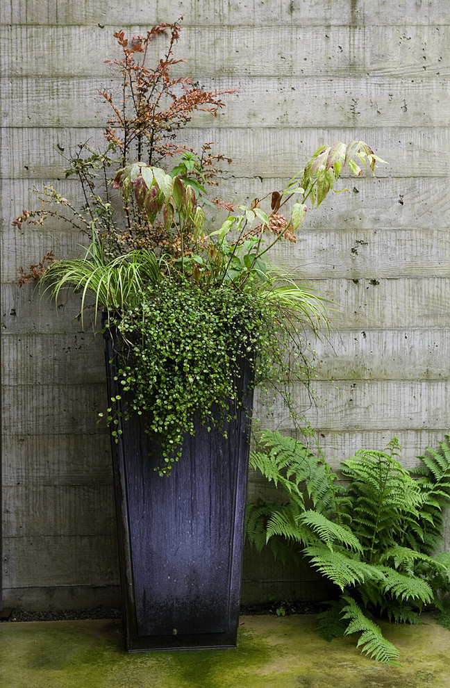 Design ideas for a modern landscaping in Seattle.