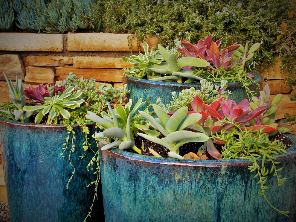 Ispirazione per un giardino xeriscape bohémian esposto in pieno sole dietro casa in primavera con un giardino in vaso e pavimentazioni in cemento