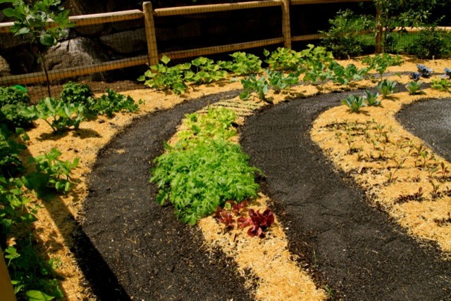 Cette image montre un jardin potager arrière design de taille moyenne et l'été avec une exposition ensoleillée.