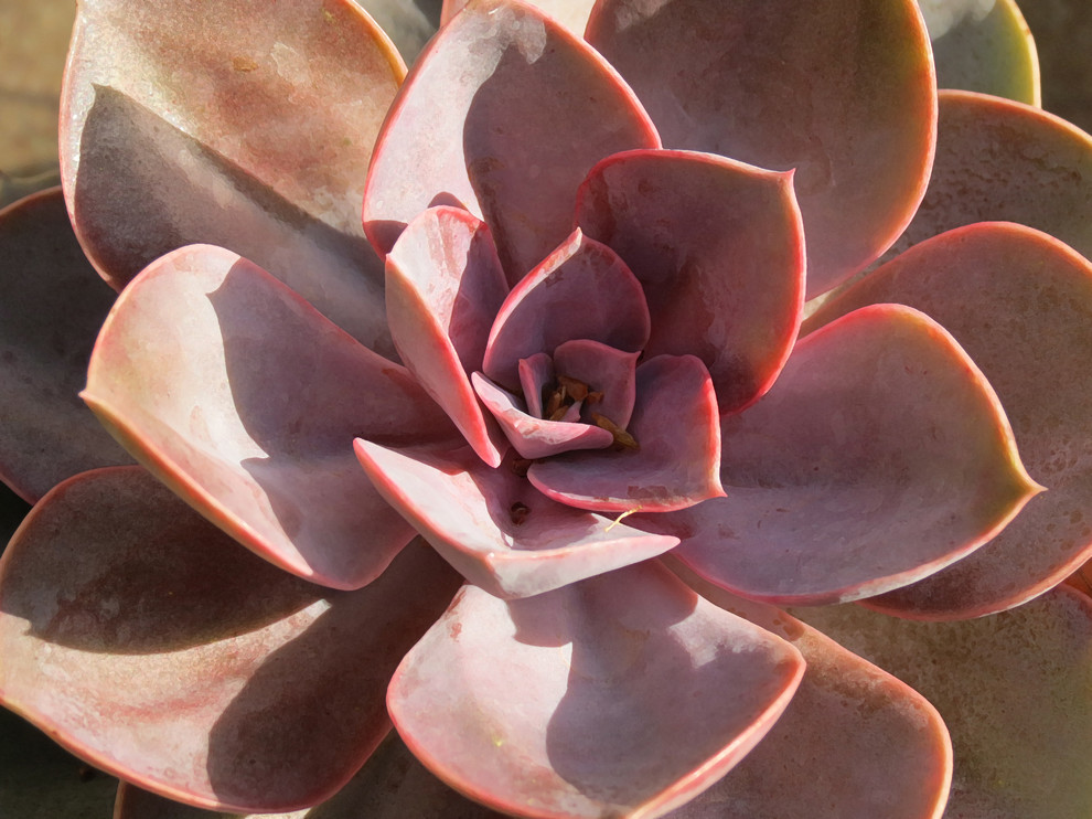 Inspiration for a rustic landscaping in Houston.
