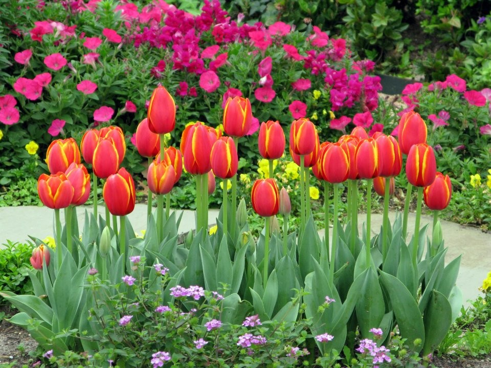 Design ideas for a landscaping in Houston.